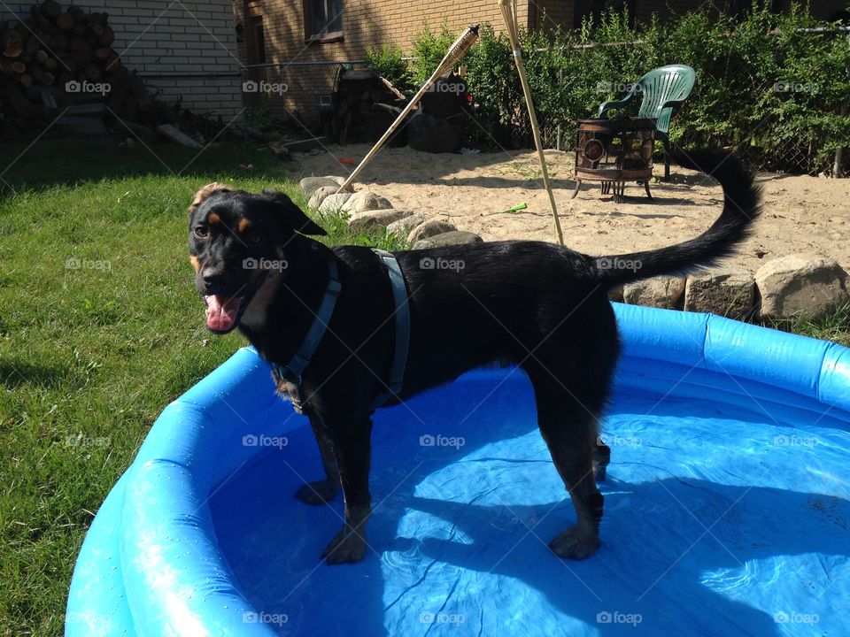 Jake loves his baby pool and summertime!