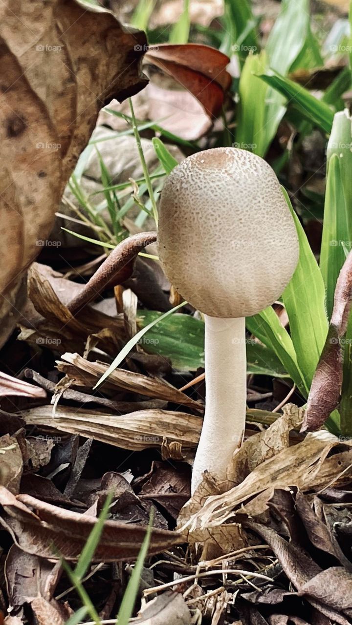 Fungus 