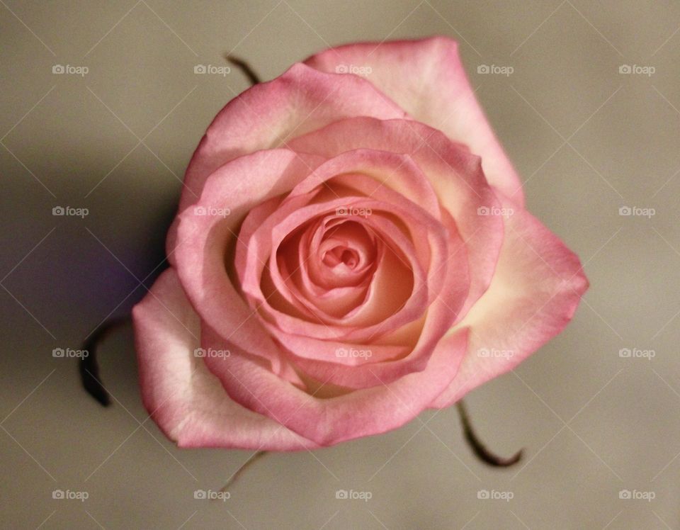 Pink rose