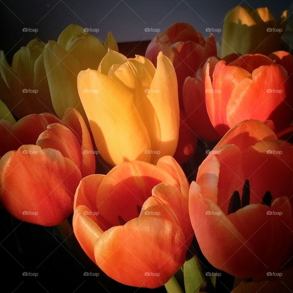 Tulips