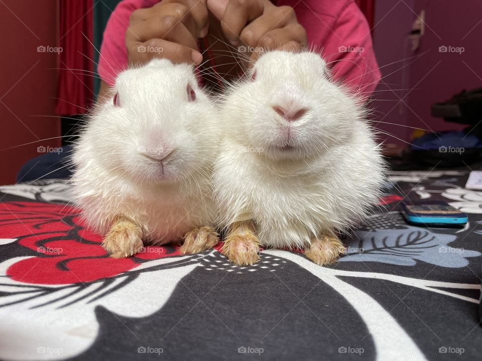 Beautiful rabbit Husband and Wife🥰