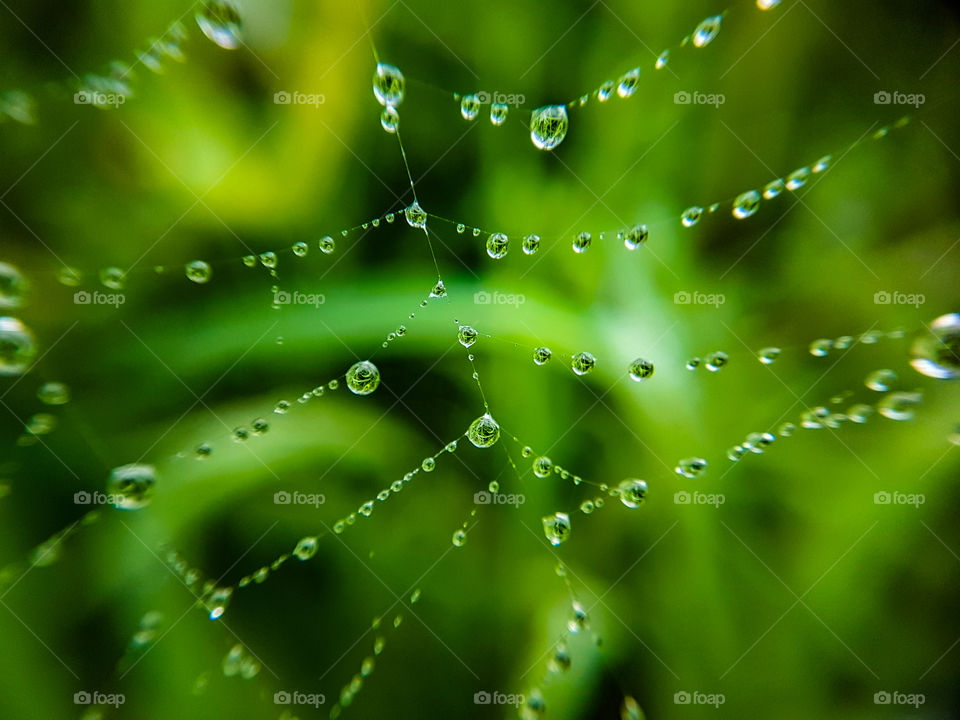 spodersweb full of water droplets