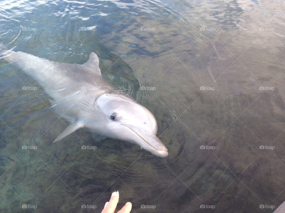 Petting a wild dolphin, South Australia. Wild dolphin, female, South Australia