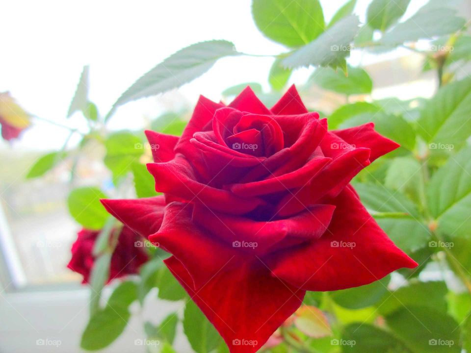 beautiful red rose