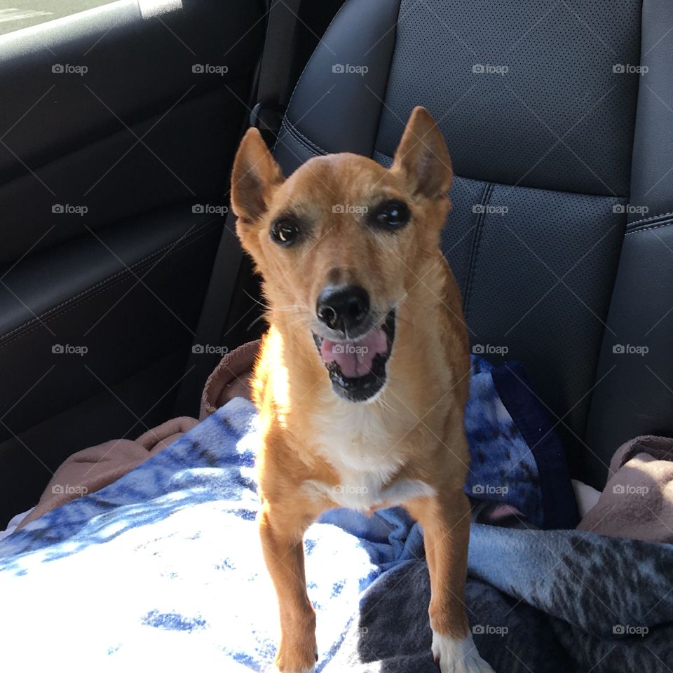 Terrier mix in car smiling as she goes for ride