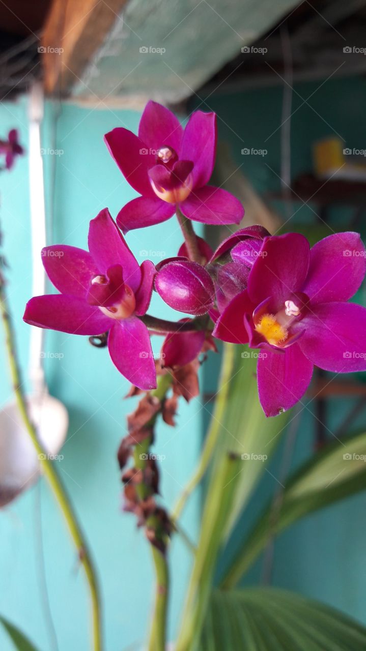 Grape orchid (spatoglottis unguiculata)