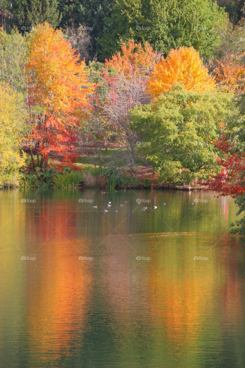 Scenics view of idyllic lake