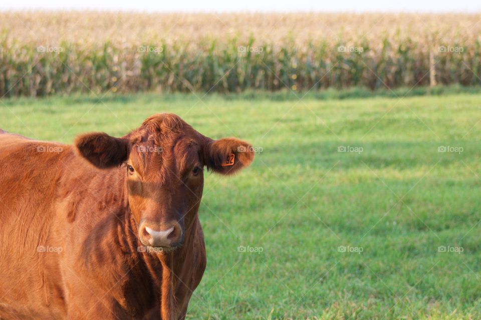 Red steer in a pasture on a sunny day 