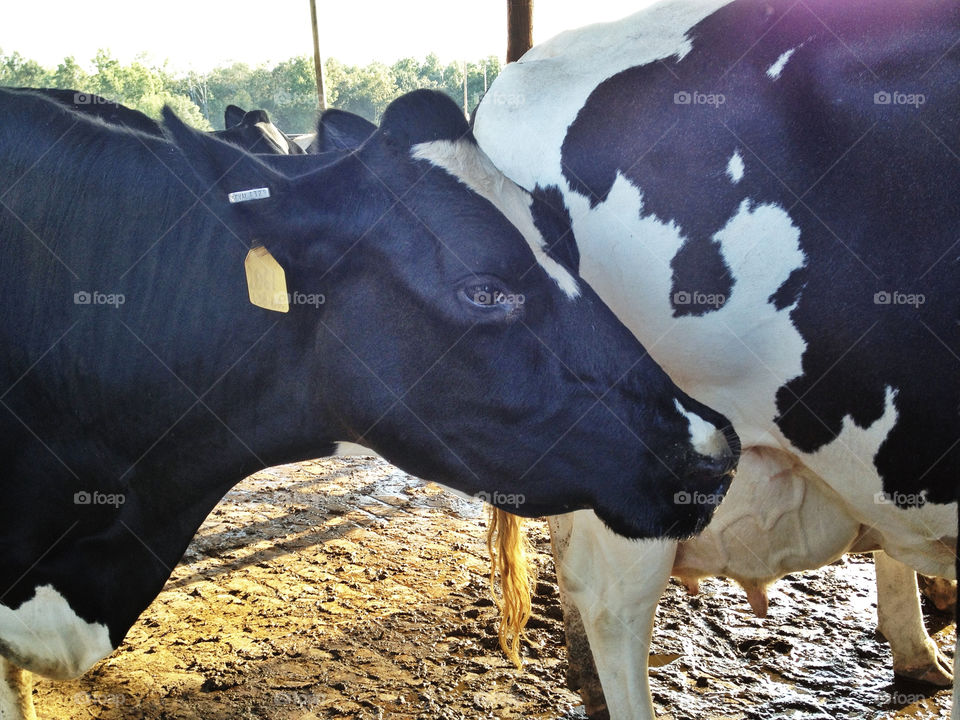italy happy farm cow by devevo