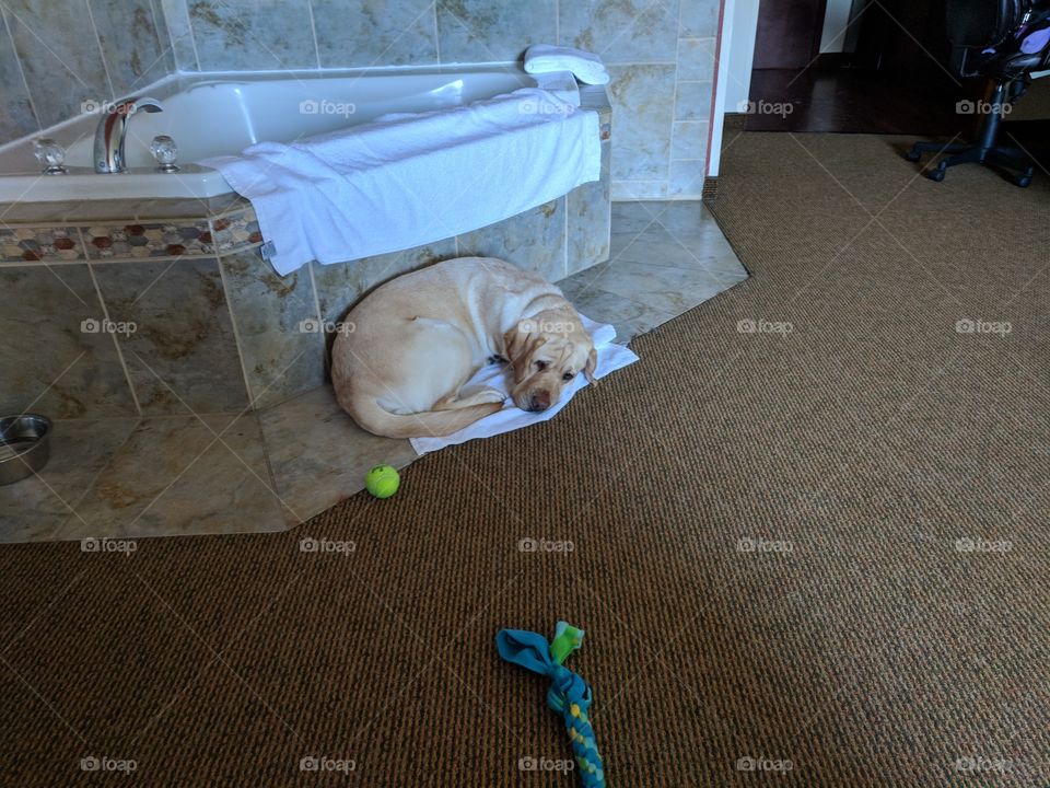 Dog On Towel Sleeping