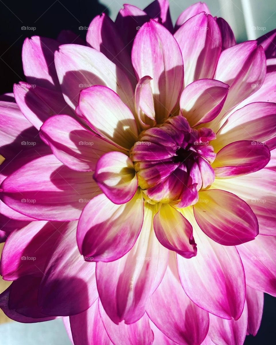 Dahlia pink and yellow