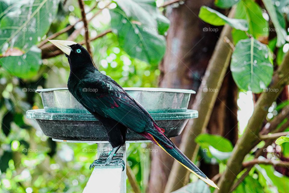 Black and red tropical bird