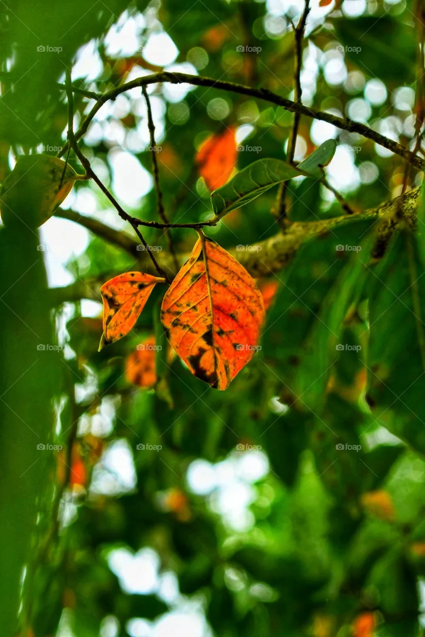fall leaves
