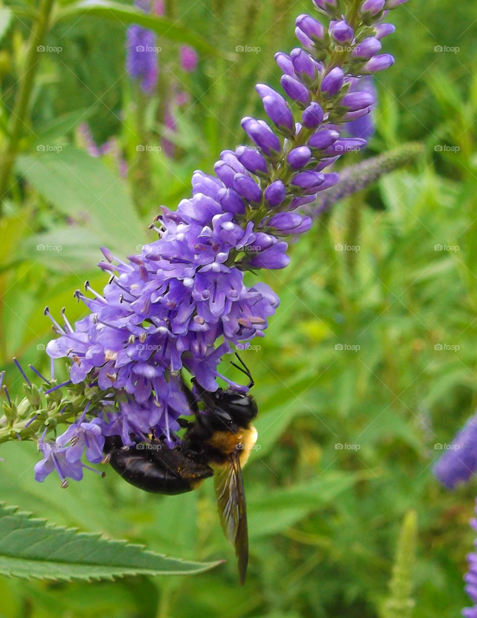 Bee on Purple Flowers. I photographed this bee at Powell Gardens in Missouri.