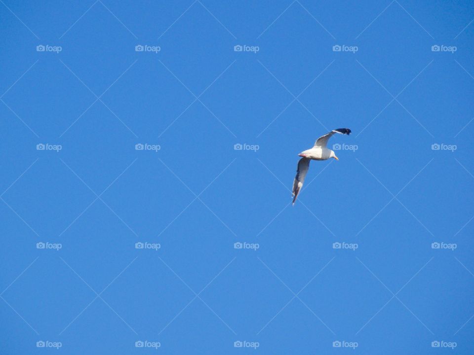 Bird flying