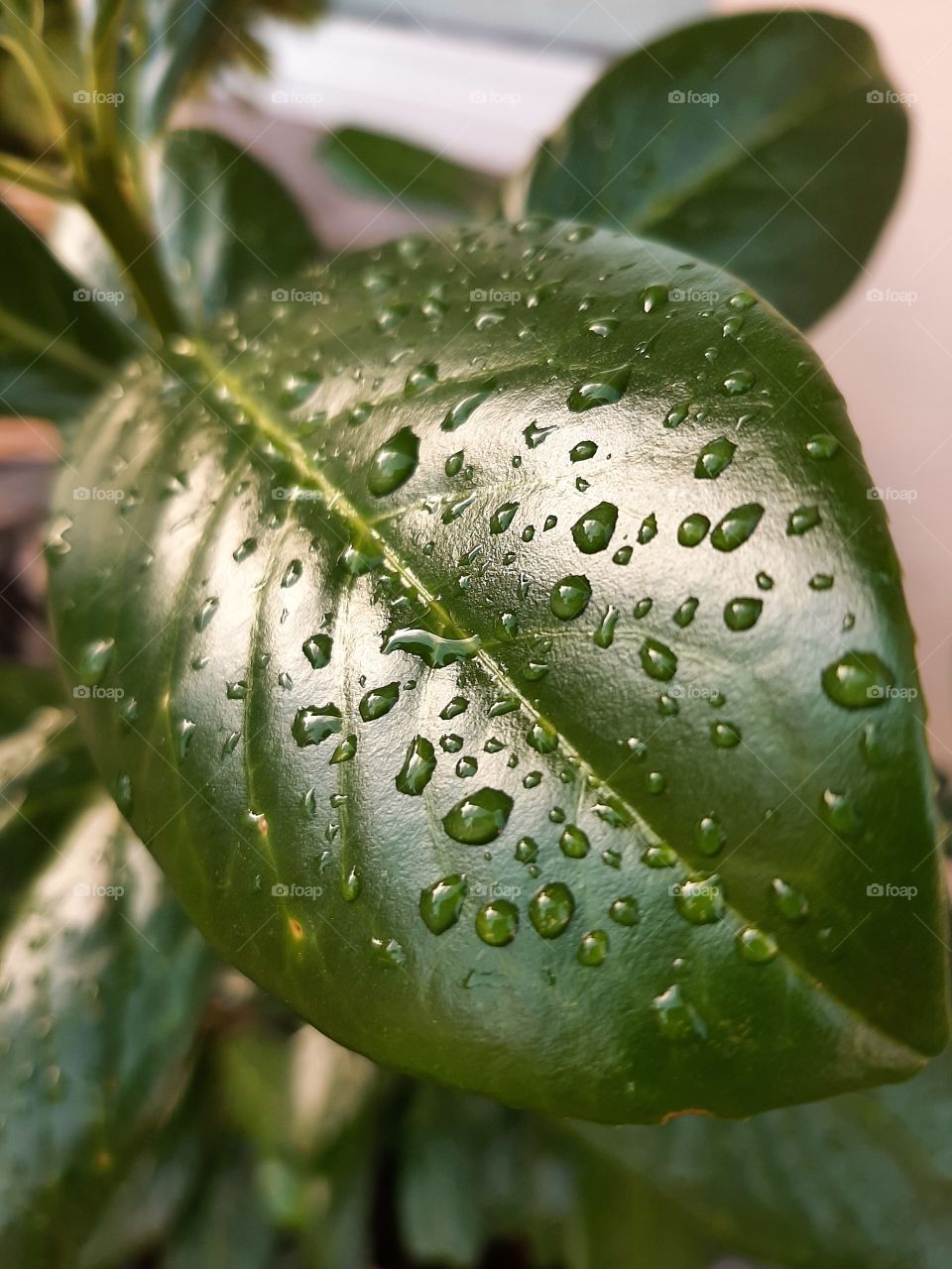 green leaf with rain drops