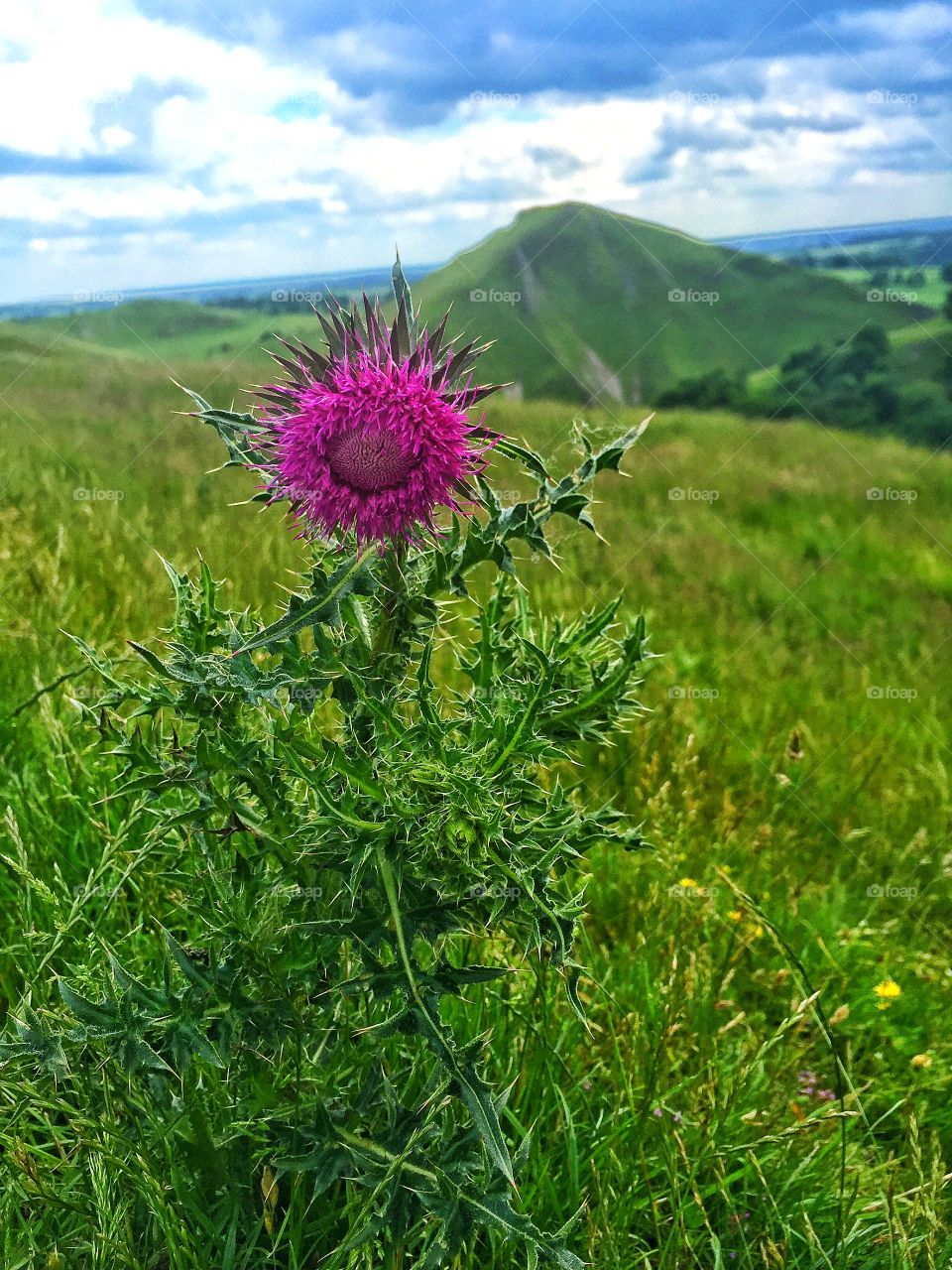 Countryside 