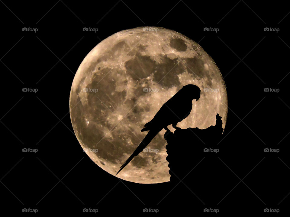 Moon and the parrot