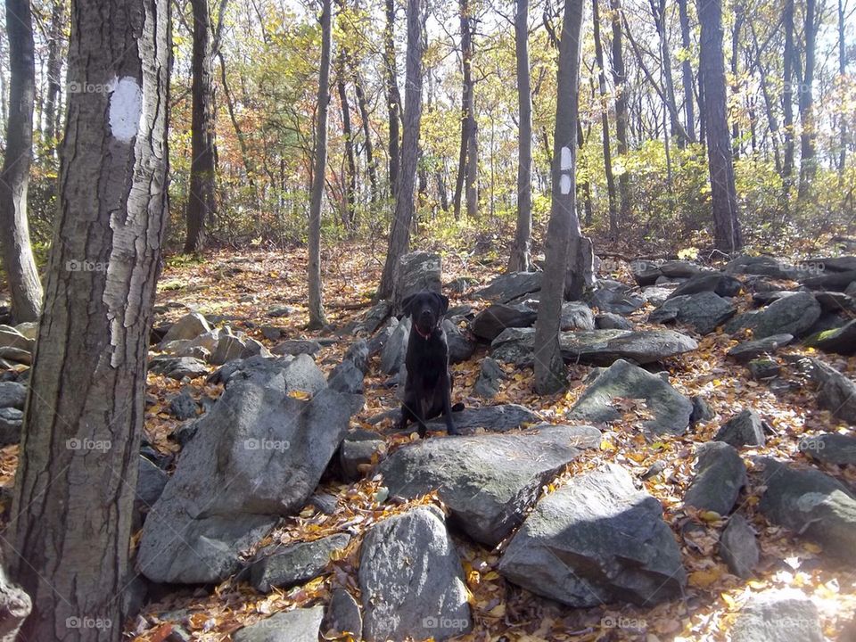 Hiking companion