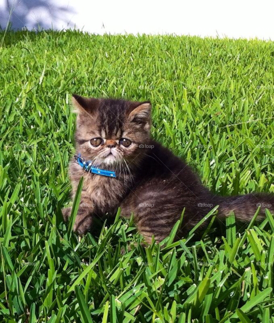 cat animal cats love by javiercorrea15