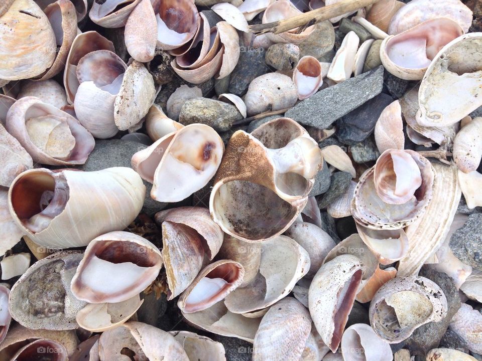 Seashells