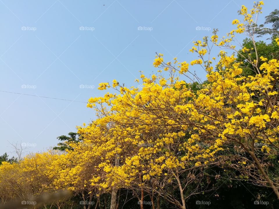 India lilies bloom in winter