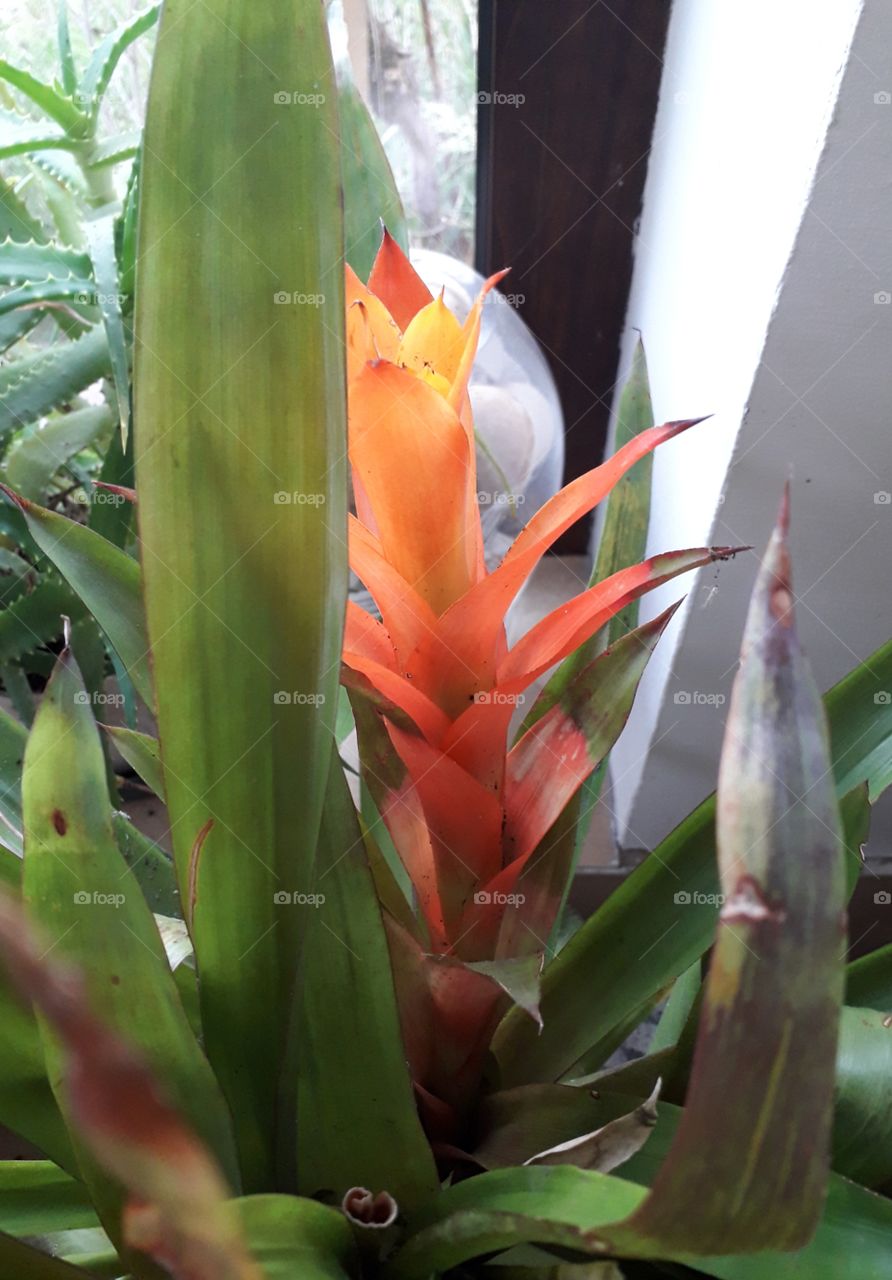 winter garden  - exotic orange flower and green leaves