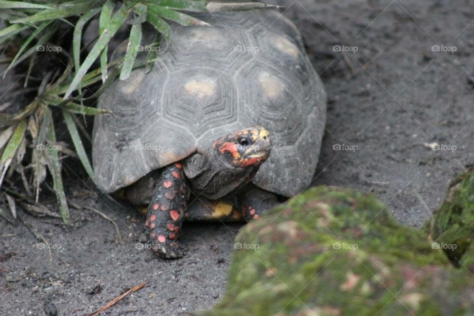 Gorgeous turtle with orange spots