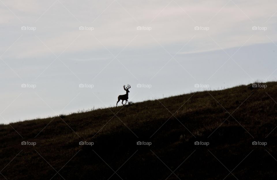 A buck running freely away 