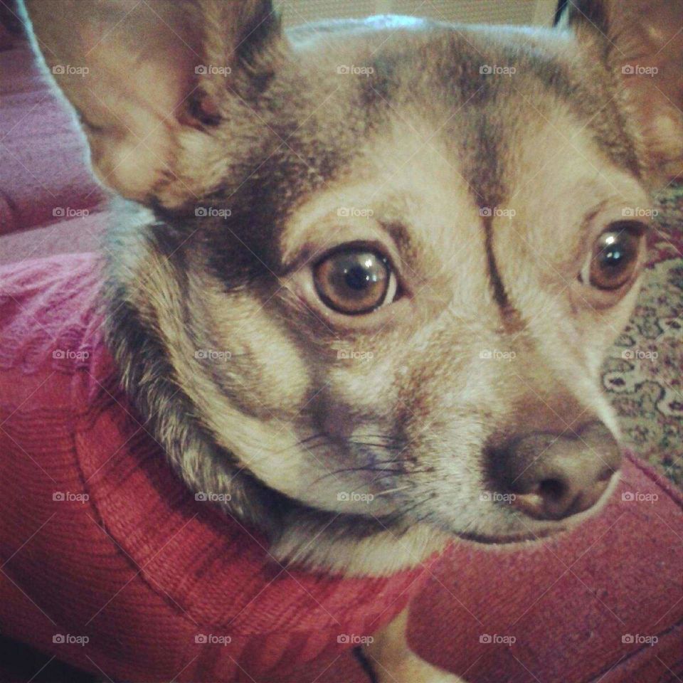 chihuahua in a sweater