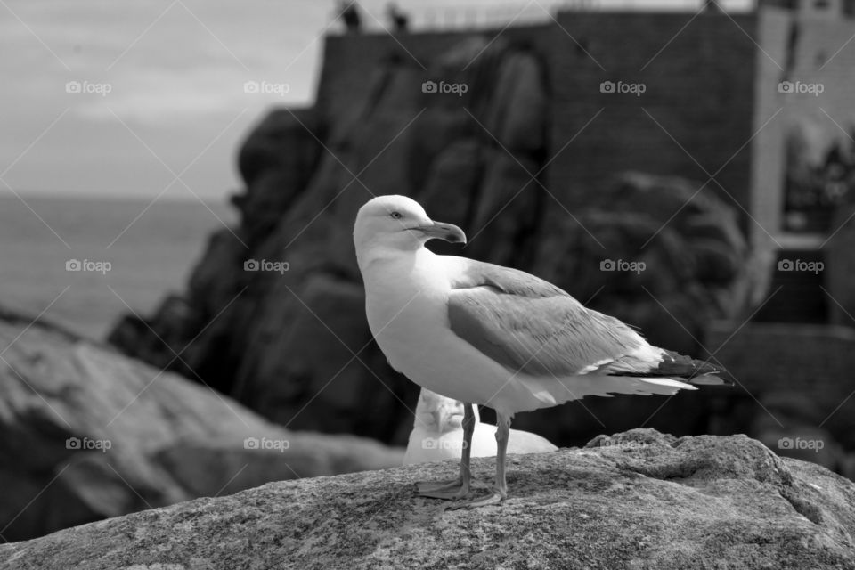 seagull on the rock
