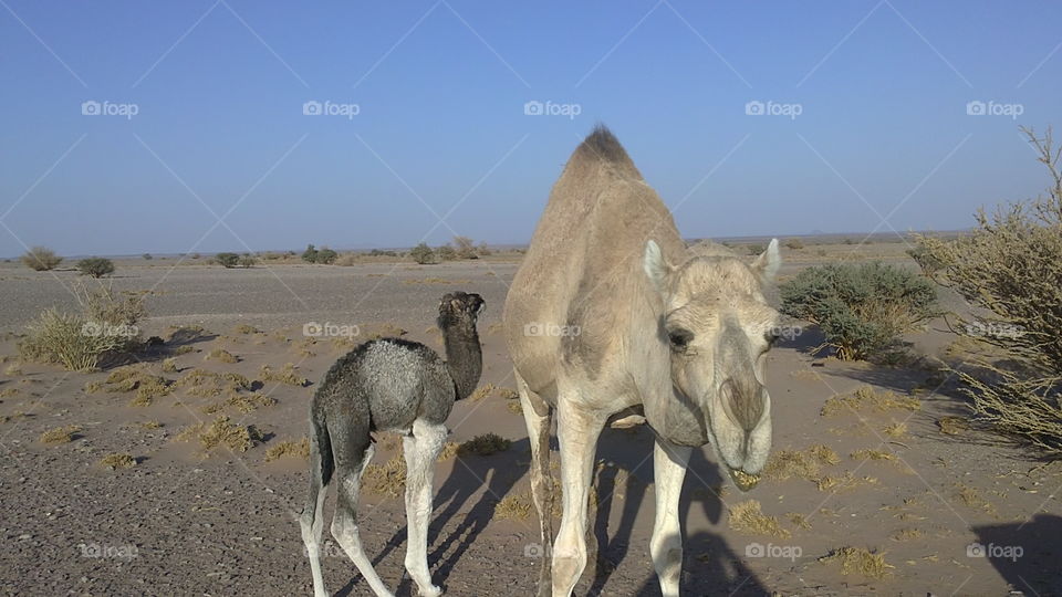 camel