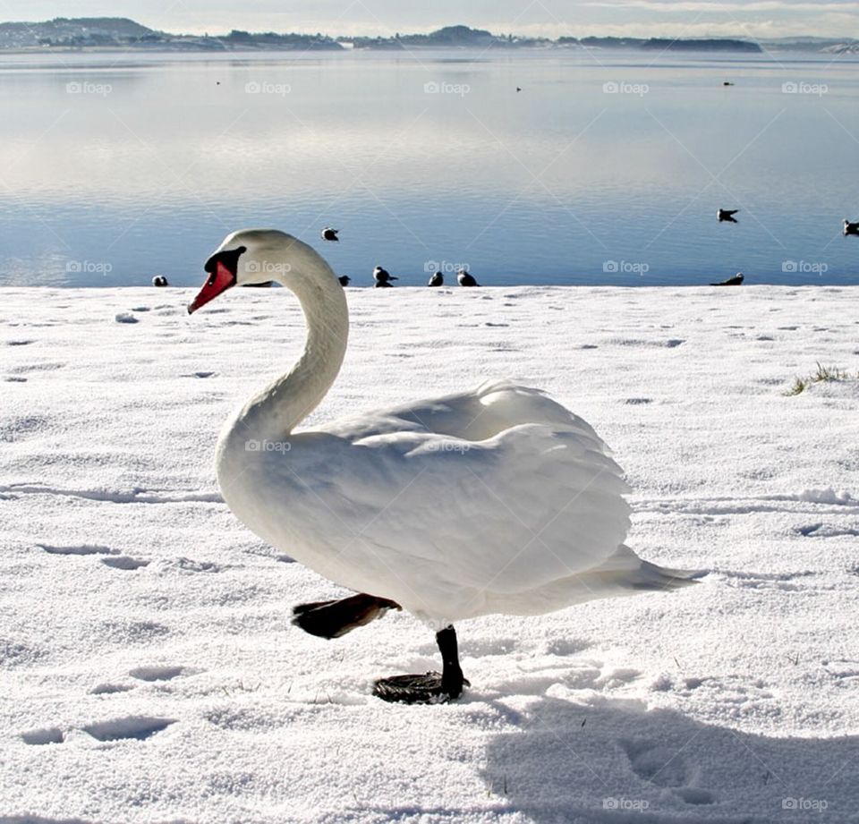Walking swan