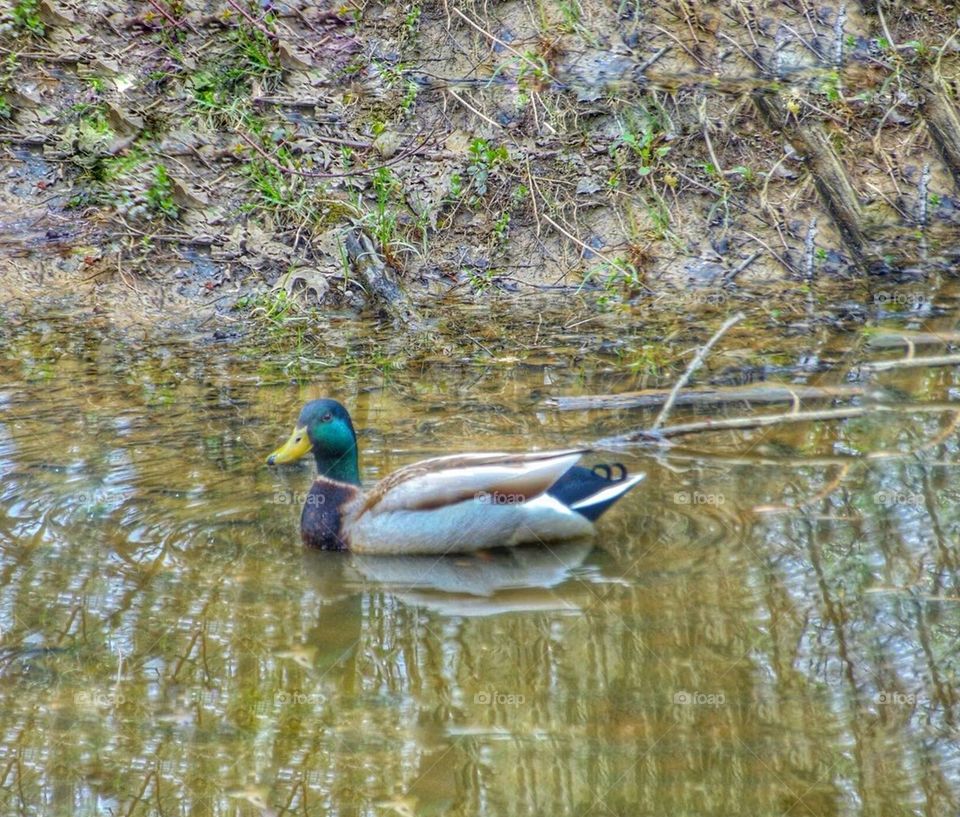 Peaceful sitting duck 