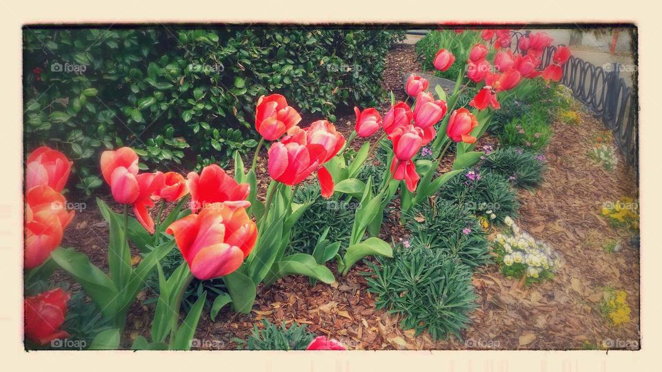Garden, Flower, Nature, Flora, Leaf