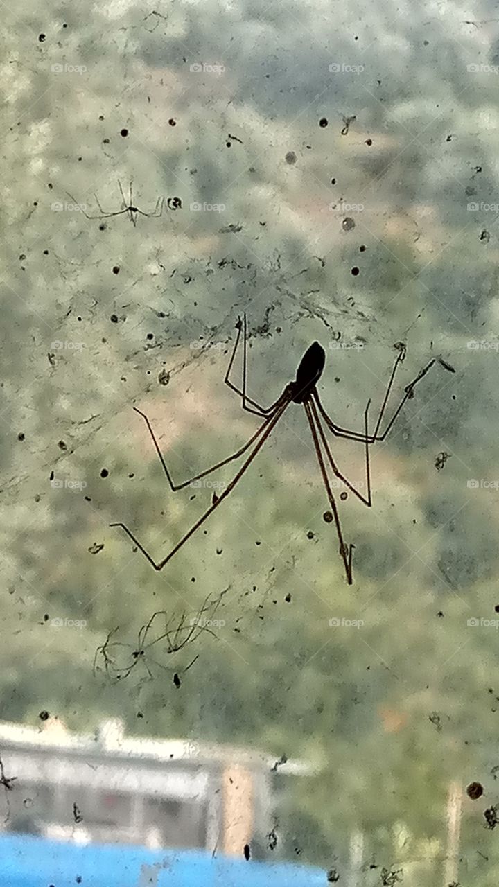 spider and family