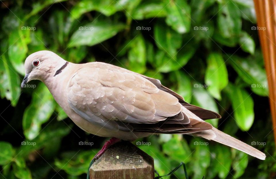 turtledove