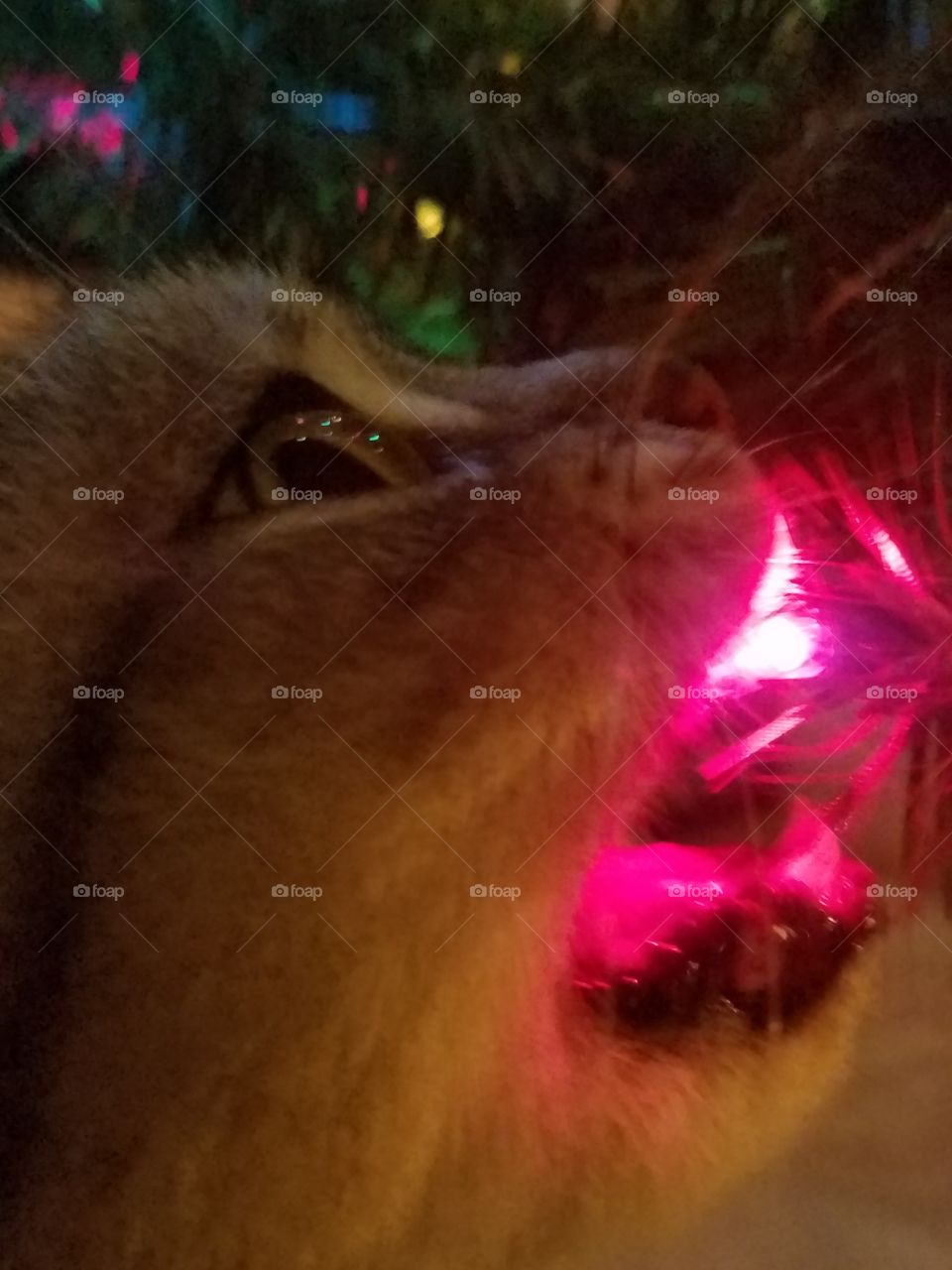 Christmas cat