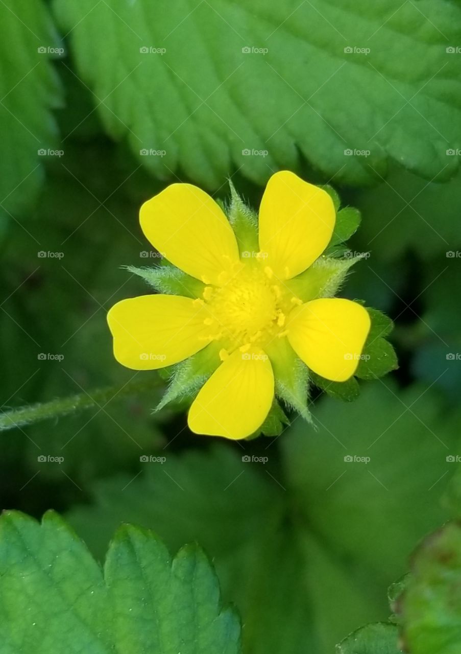 little yellow flower nestled in a world of green.
