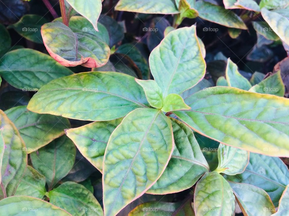 Leaf, Nature, Flora, No Person, Garden