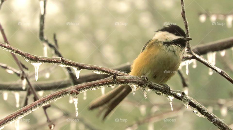Chickadee after the storm