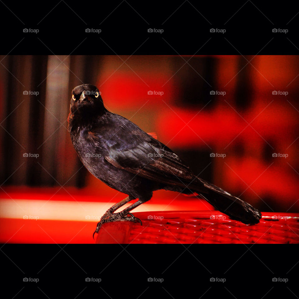 red bird angry crow by AymPhotoS
