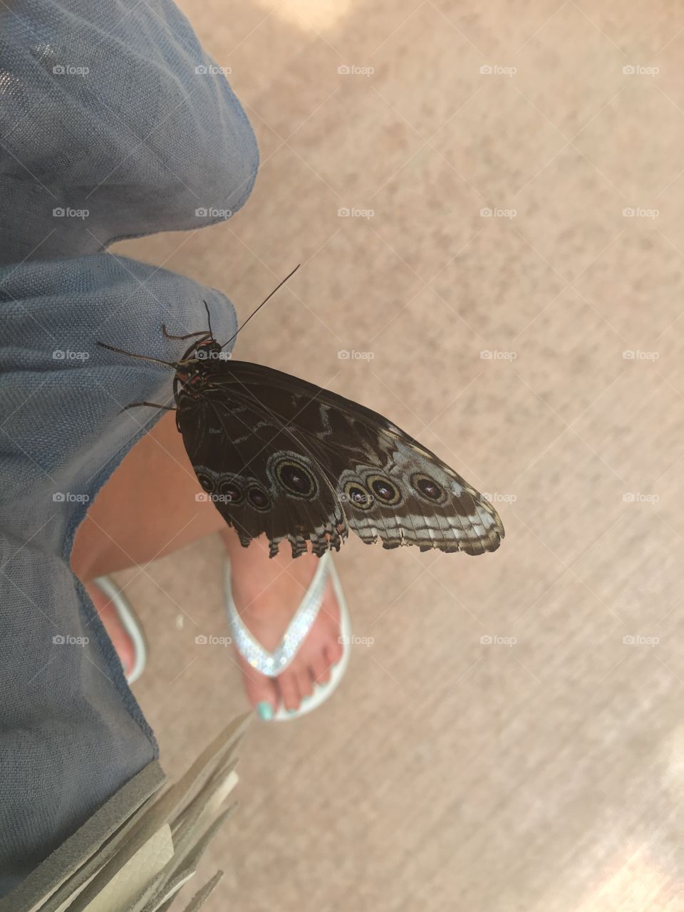 Close-up of black butterfly