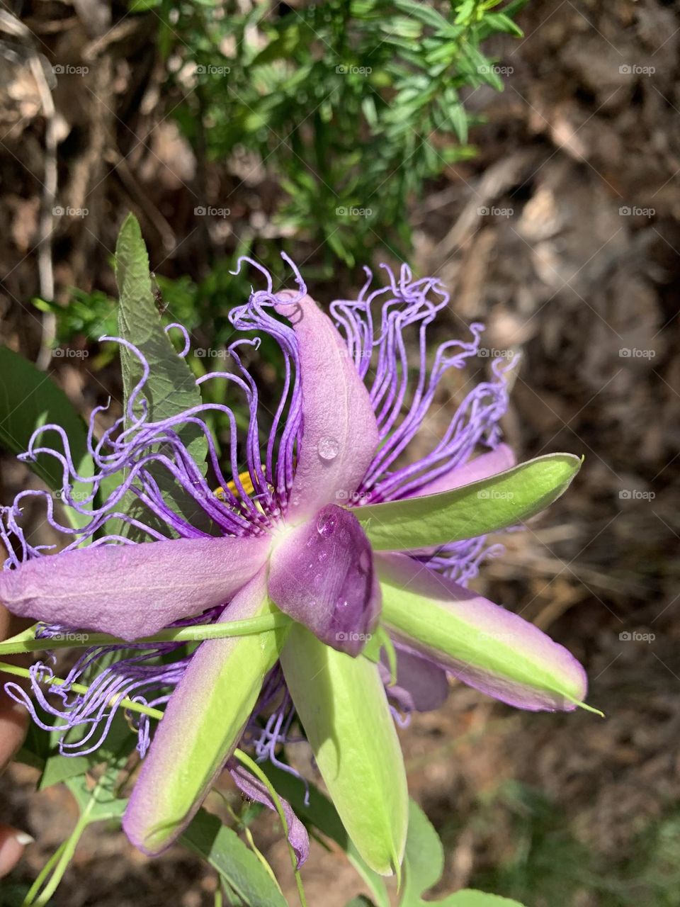 The purple passion-flower is a herbaceous vine, 25 foot long, which climbs with axillary tendrils or sprawls along the ground. Intricate, three- inch lavender flowers are short-stalked from leaf axils. 