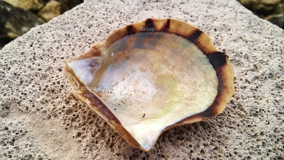 Pearl Seashell close up