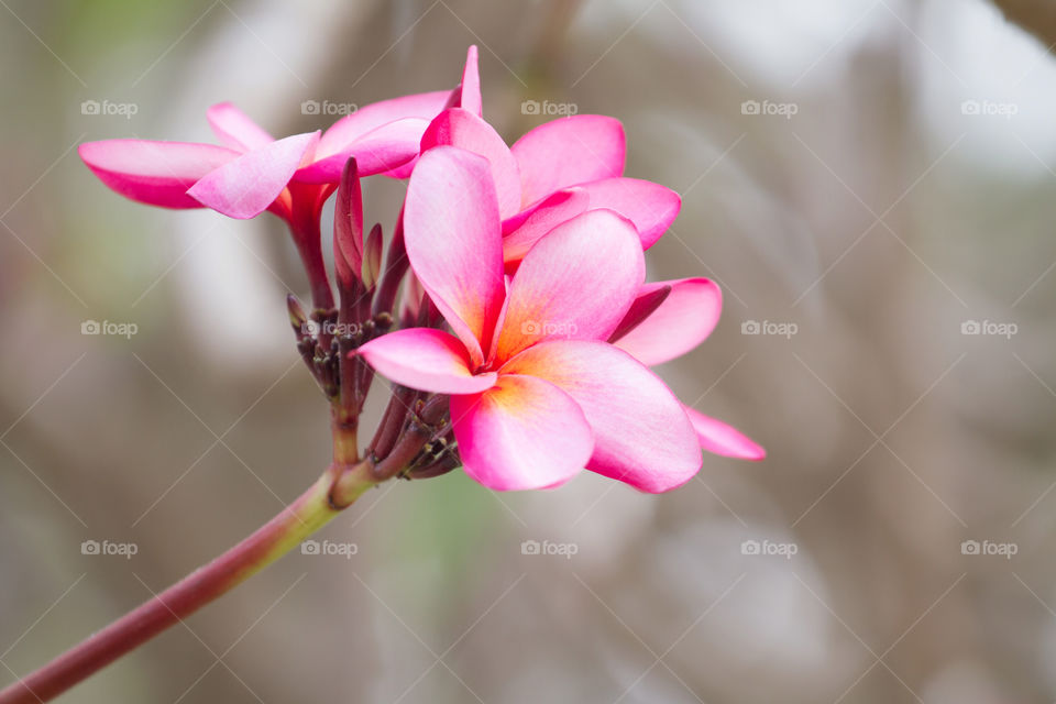 Pink Frangipani flower