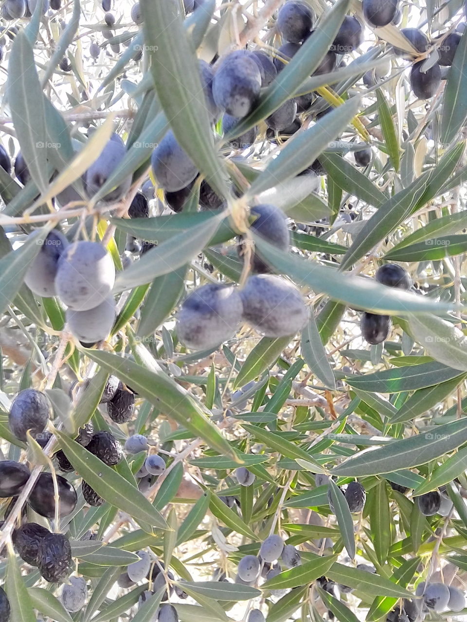 Olive tree . Taken in olive grove in Spain 