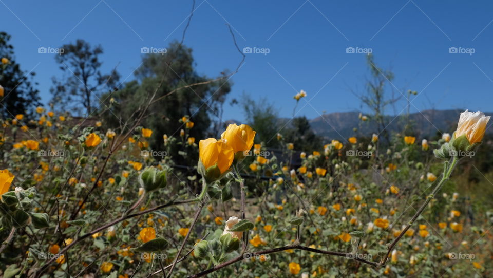 Orange  blooms on Desert Mallow plant.