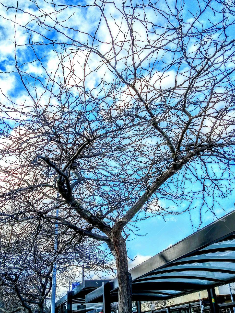 Tree/ Sky