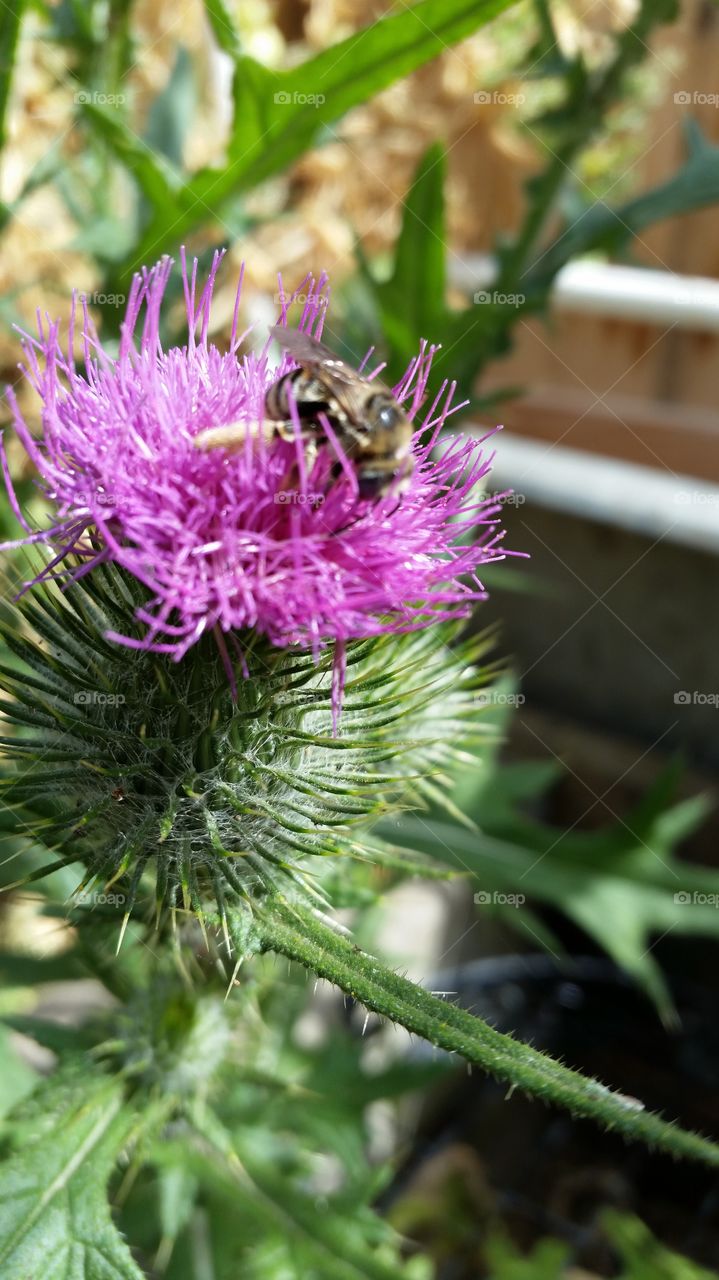 bee on thistle flower